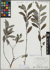 Foto von Salix myrsinifolia Salisb. x Salix purpurea L.